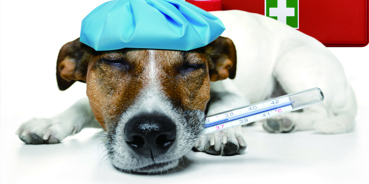 First Aid For Pets